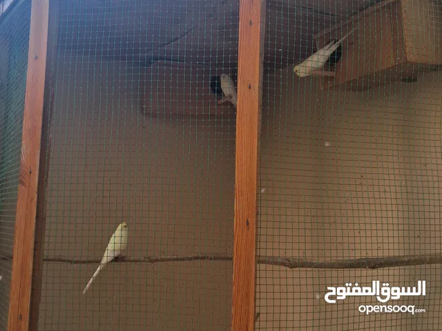 للبيع طيور لاتيني بيور