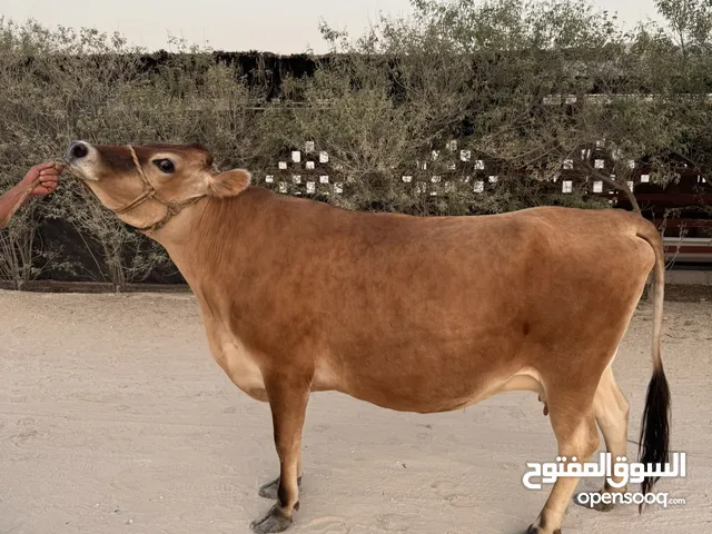 بقرة جرسي (عاقر)