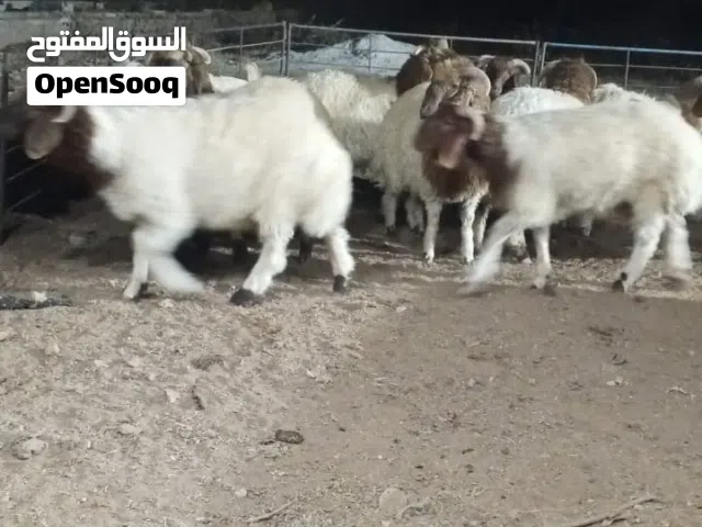 خرفان وعبر لحم عقائق نذر لحم بضاعة الصحراء صوبر الصوبر