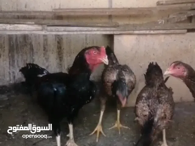 السلام عليكم متاح دجاج هندي ديج +4 دجاجات بيضات مكاني بصره مطيحه