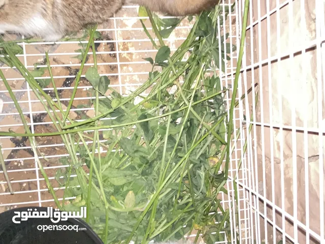 ارانب صغار للبيع