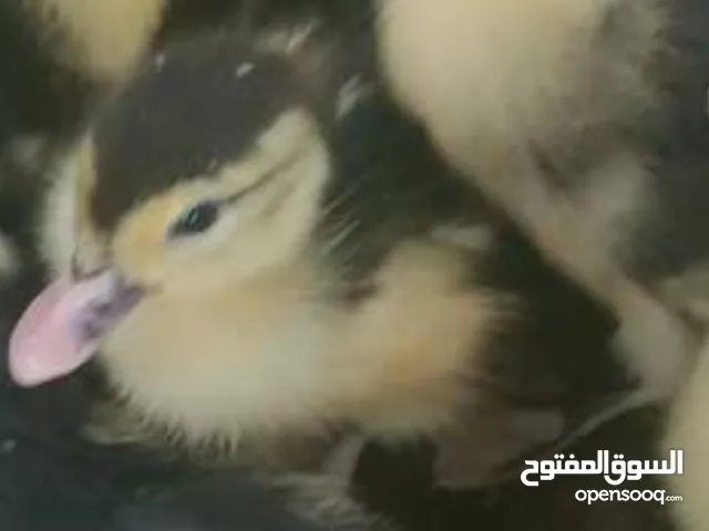 مطلوب بش كبار