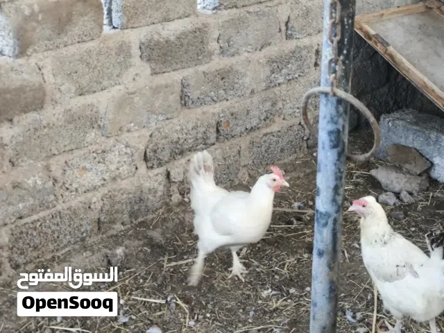 دجاج فرنسي لبيع