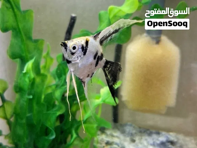 active angelfish for sale. location= salmabad near city glass 5 month angelfish