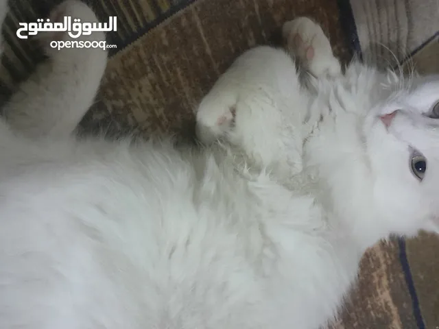 قطة شيرازي عمرها أربعة اشهر ب 30 وبيها مجال للشراي