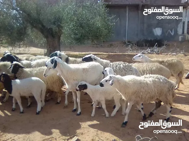 غنم لي بيع جمله معه الشري منقصروش
