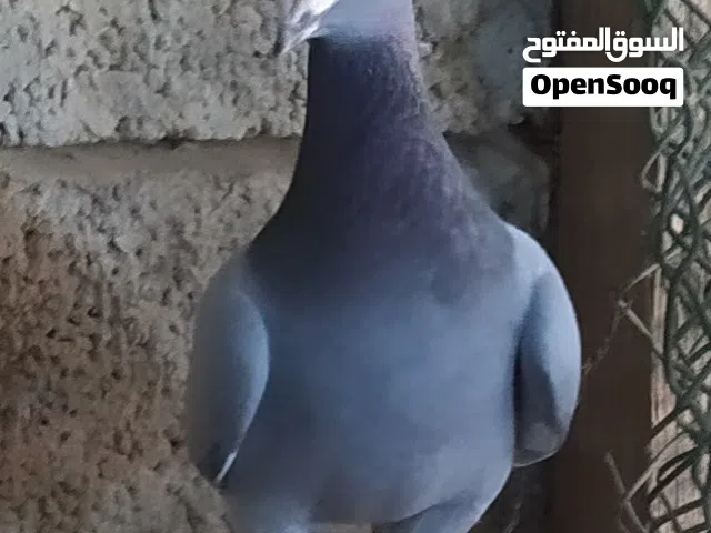 كوبية زاجل