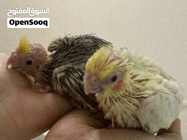 طيور كوكتيل للبيع