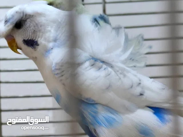 طيور حب رينبو وهاجرمو