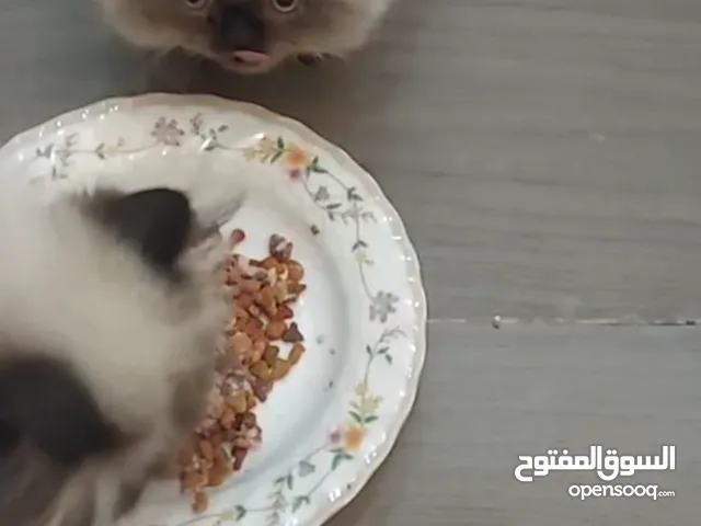 قطه هملايا شوكلت للبيع مع كتن هملايا