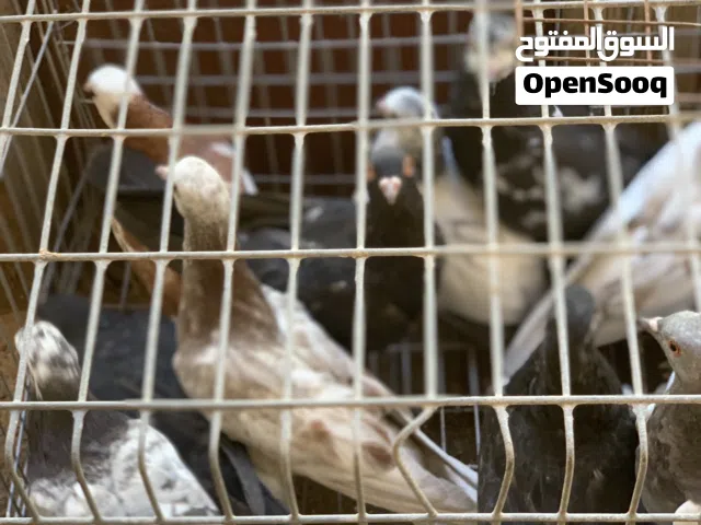 فروخ حمام عربي