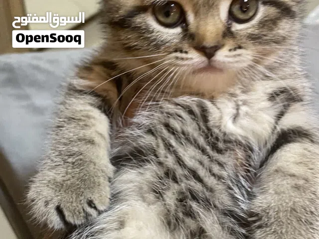 قطط اسكوتش فولد العمر شهرين مدربين على اللتر بوكس