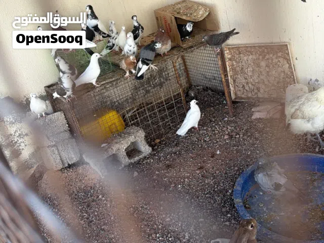 حمام إيراني