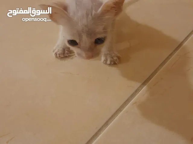 للتبني كتن ذكر بصحه ممتازه العمر 3 أسابيع هادئ وحنون يحتاج اهتمام