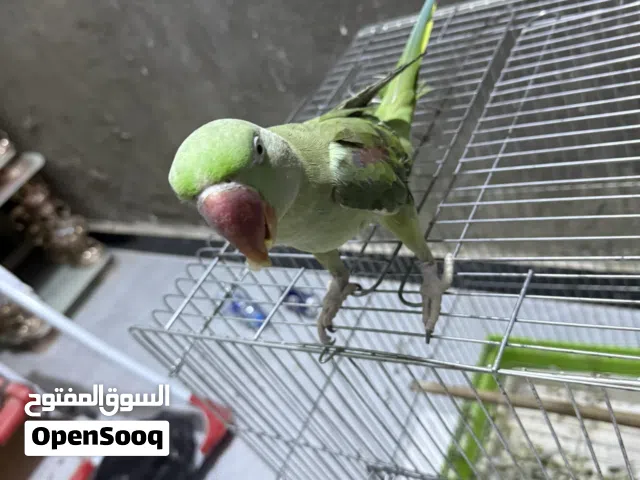 ببغاء دره نيبالي فول الافه