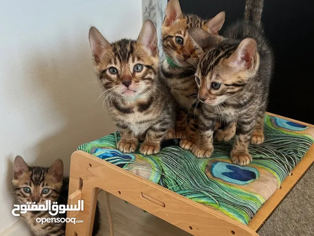 قطط البنغال