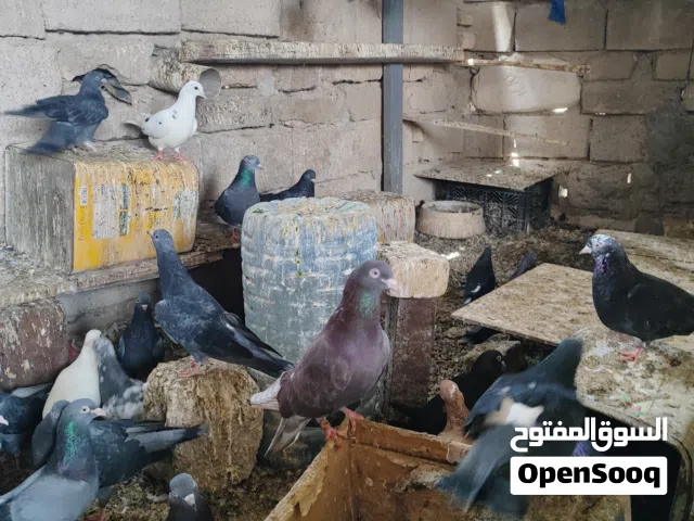 حمام برج واحد كلة البيع كلة زين والله ماعندي فرقة الهن