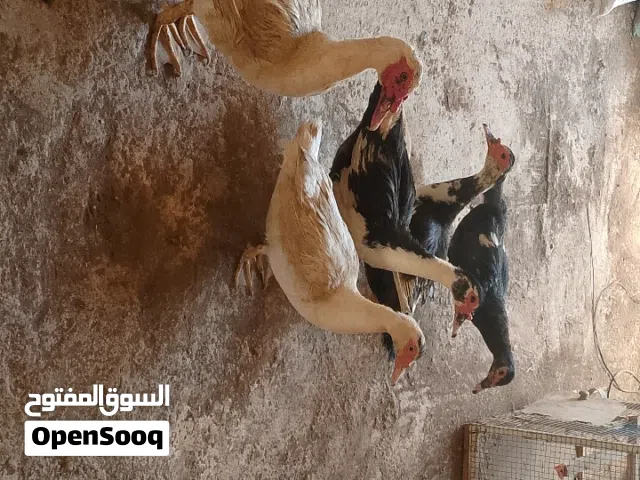 طقم بط شغال