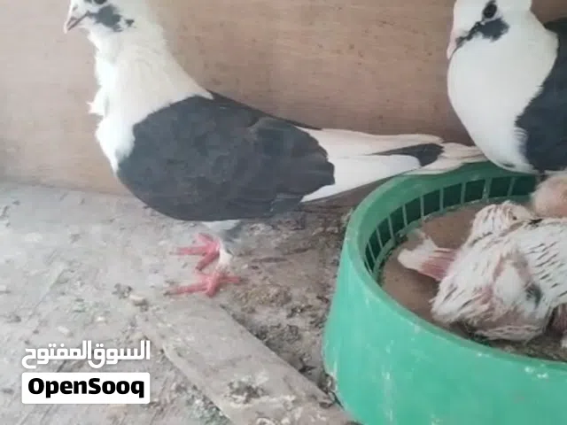 للبيع خانه ام الثلاثه مع ثلاث ازواج حمام مع حلات ثلاثه مع مطارات ماي والارافل عدهن فرخ