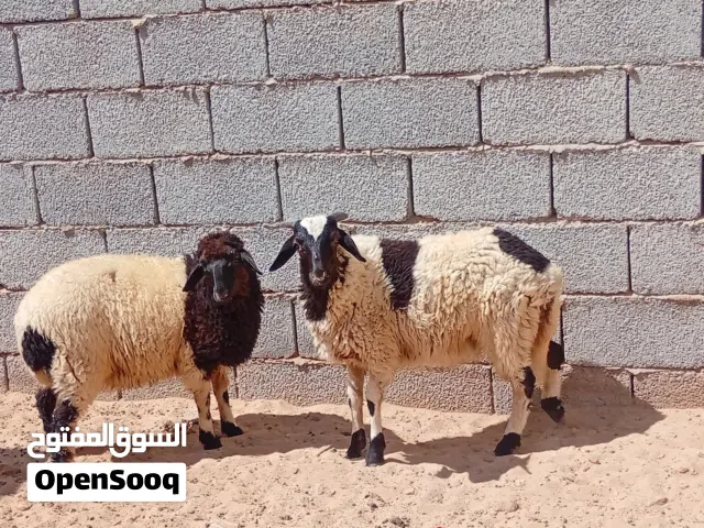 السلام عليكم متوفر حولي وحولية للبيع وطنيات عز من يكسب وايمقرس للبيع المكان المصراتة السعر 3000دجمع