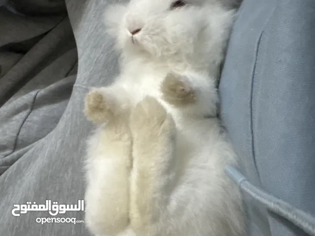 ارنب فرنسي