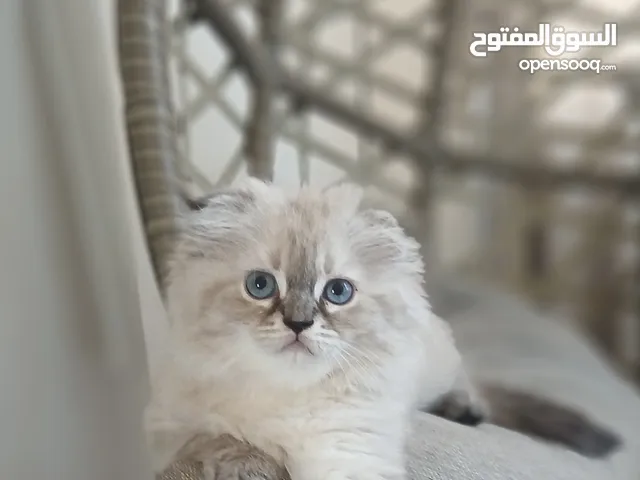 For sale Kitten's Himalayan Scottish