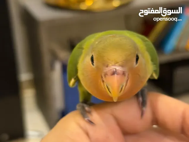 روز اليف لعبة في يدك مناسب جدا للاطفال والجميع