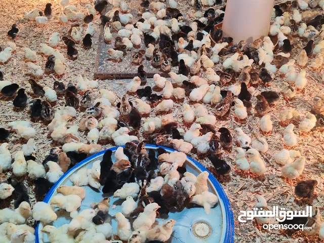 صيصان دجاج عماني تهجين فرنسي