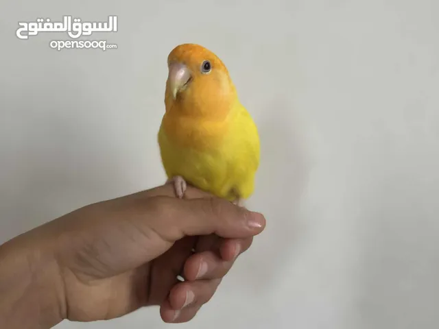 بركديلو عيونه حمر مروض في الحوش