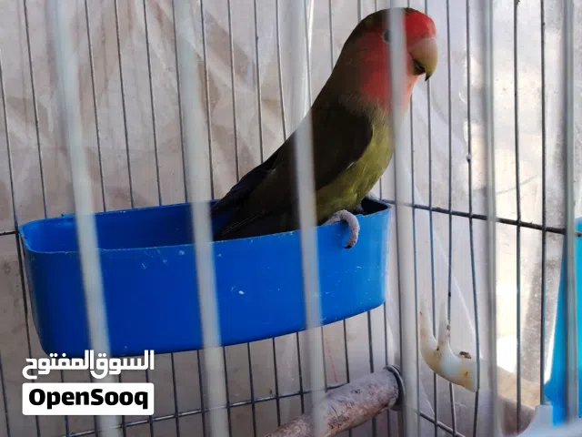 ذكر روز للبيع او البدل مع انثى روز