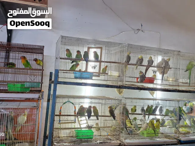 BIRDS FOR SALE