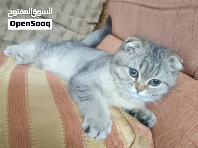 قطط سكودش فولد