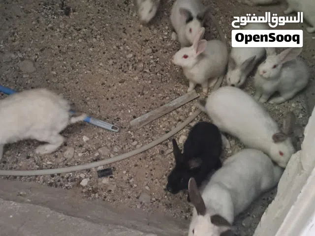 ارانب فرنسية للبيع 25 حبه