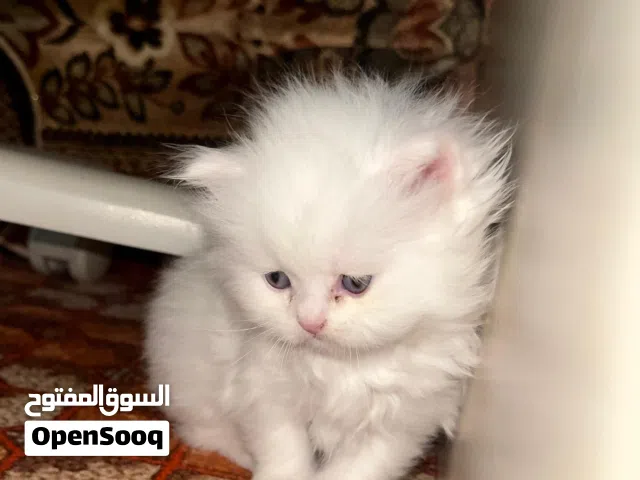 قطط شيرازي صغيره