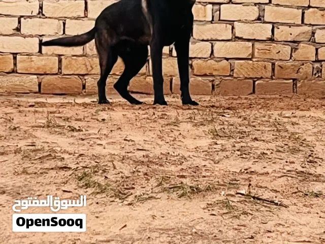 دكر وانتى مالينوا ربي يبارك