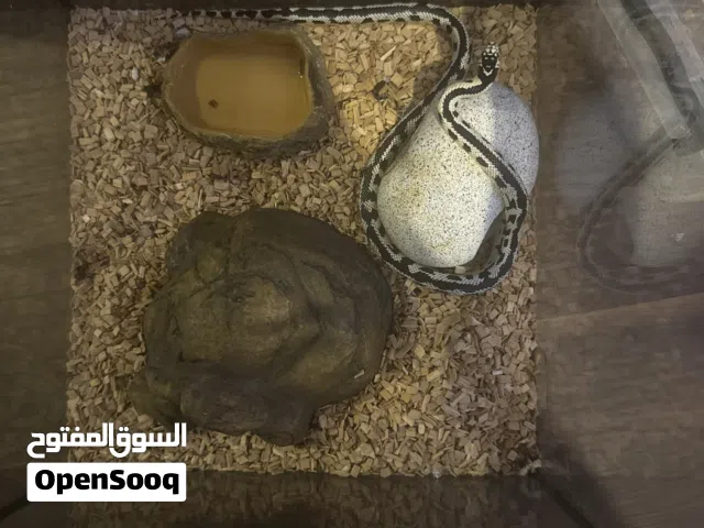 California Kingsnake – Black & White Banded (Healthy, Captive Kept)