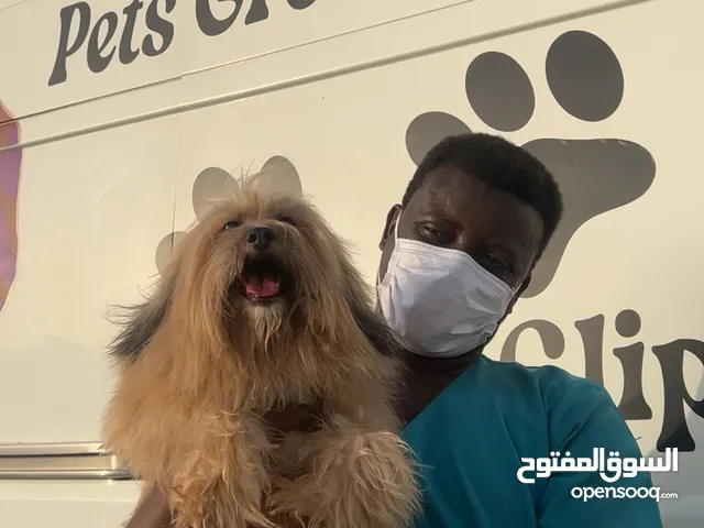 أنثى مالتيز