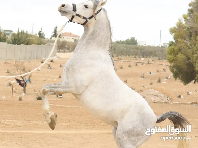 حصان عربي مسجل