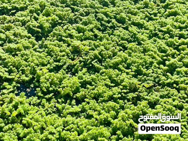 الازولا للبيع مكان قصر الاخيار العلوص سعر كيلو 25 دينار گيلو وتوصيل لجميع المدن ليبيا