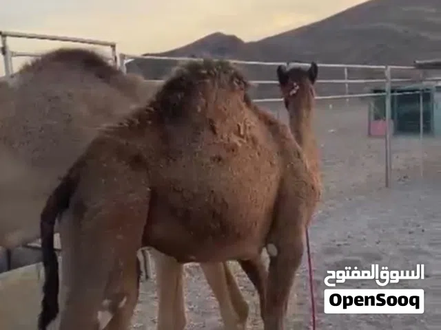 جعود ولد جحور يمص امه سمين تبارك الله