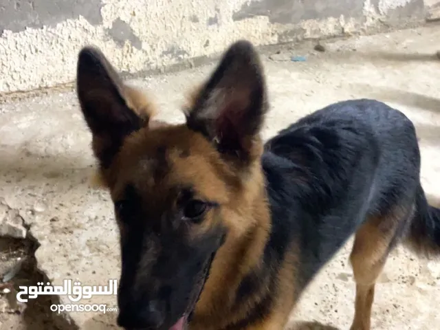 كلب جيرمن صغير عمره 6 شهور كلب جيرمن صغير عمره 6 شهور كلب جيرمن صغير عمره 6 شهور