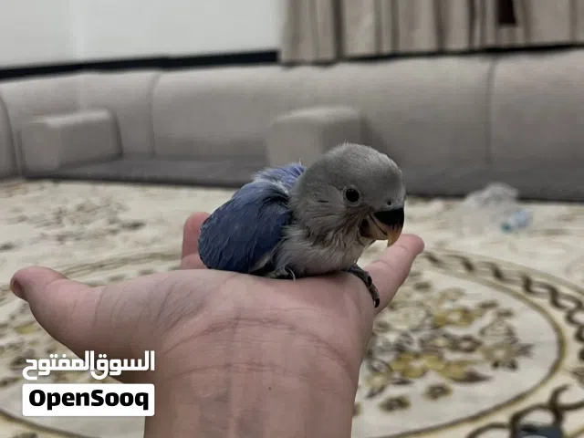 للبيع فرخ روز شامل اغراضه 14 استلام عبدالله مبارك الصحه ممتازه