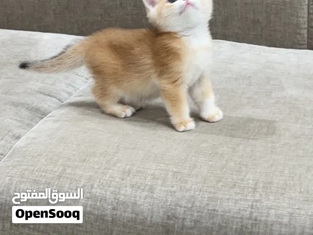 تم البيع والله يبارك  – كيتنز بريتش جولدن (NY12) مسجلة رسمياً