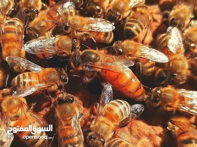 مؤسسة سوار العسل لمنتجات النحل  بيع نحل
