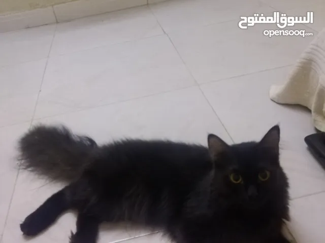 البيع قطط شيرازي عمر 1 سنه ذكر