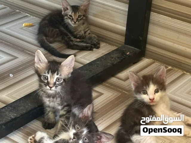 قطط مهجنه للبيع عمر شهرين