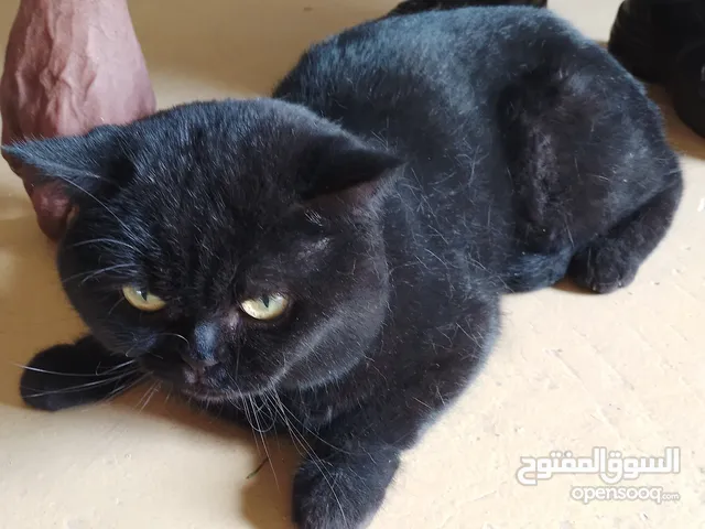 cat for sale in wafra