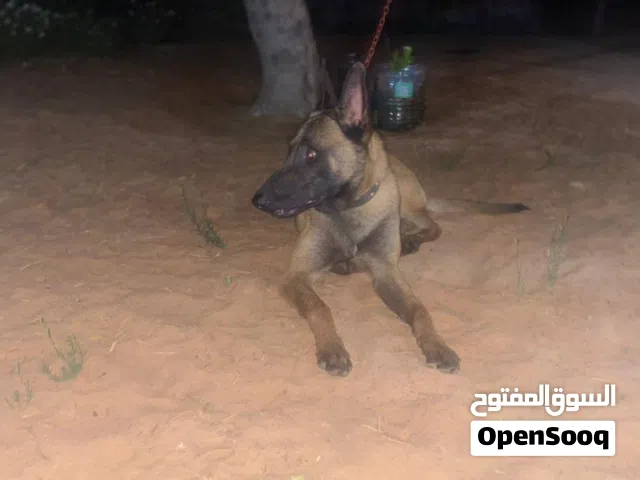 فحل للتزاوج