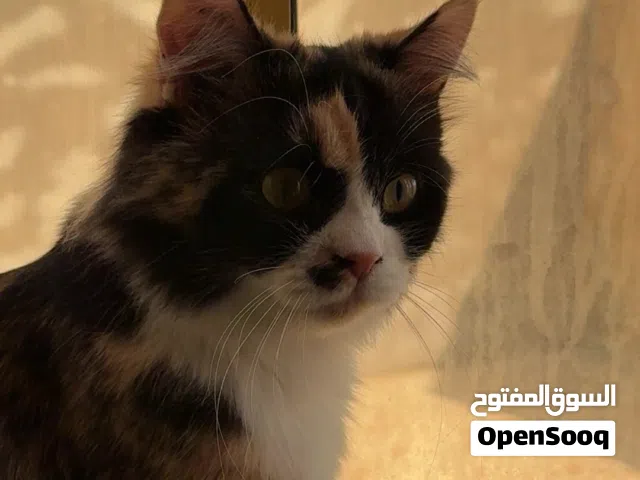 قطه للبيع (في حدود صحار)