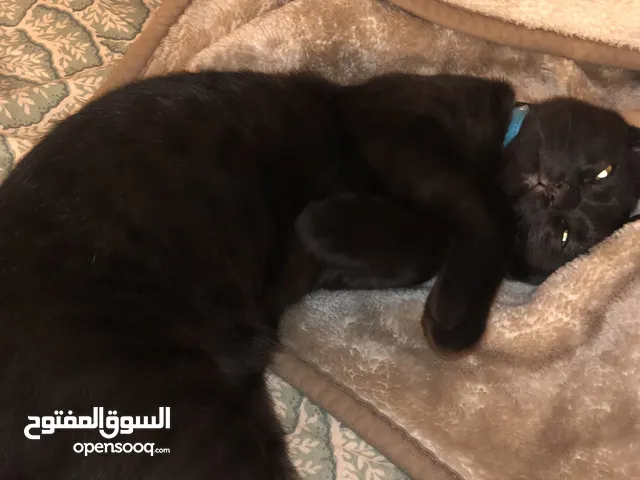 قط للتبني cat for adoption